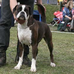 Bild 190